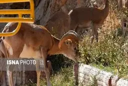 خشکسالی‌ کل و قوچ‌های تپال را به معابر شهری کشاند