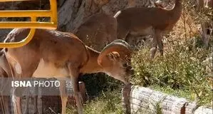 خشکسالی‌ کل و قوچ‌های تپال را به معابر شهری کشاند