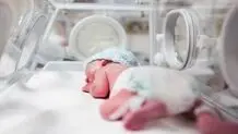 تولد چهار قلوها در اردبیل
