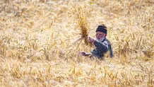 کشاورزان مقروض
