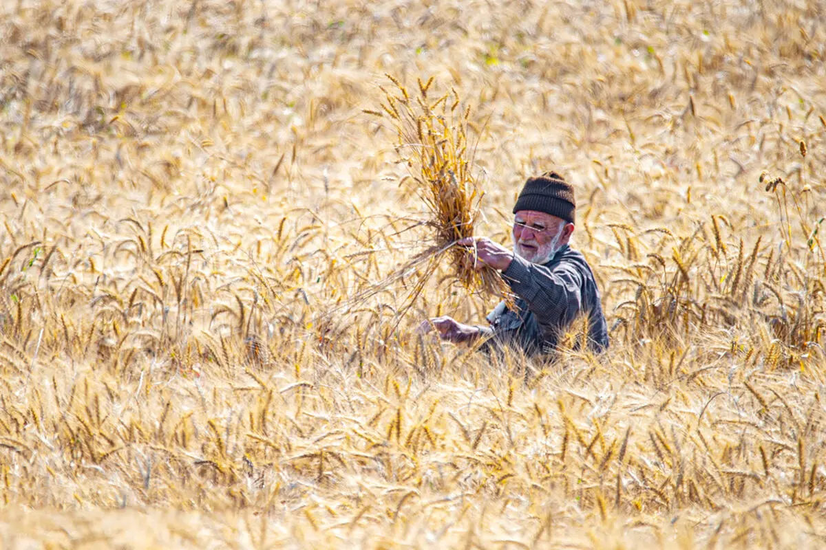 کشاورزان مقروض
