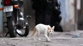 گربه قاچاقچی در زندان 