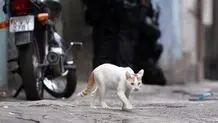 کشف محموله مواد مخدر در مراغه؛ بیش از ۴۰ کیلوگرم