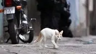 گربه قاچاقچی در زندان 