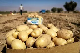 قیمت رسمی سیب زمینی اعلام شد