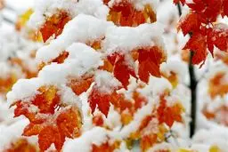 هشدار نارنجی سازمان هواشناسی/ باران، برف و کولاک در ۲۰ استان

