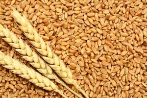 خبر تازه درباره رقم پرداخت مطالبات گندمکاران