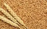 پرداخت مطالبات گندمکاران در روزهای آینده 