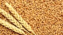 خرید ۲۴۰ هزار تن گندم در همدان 