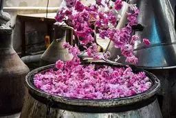 جشن گلاب گیری در کرج شروع شد