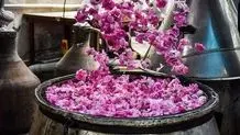 جشنواره گلاب گیری در بروجرد