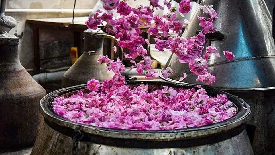 جشن گلاب گیری در کرج شروع شد