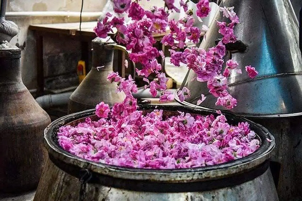 جشن گلاب گیری در کرج شروع شد