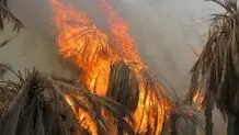 خسارت نخل های سوخته در جنگ ۱۲ روزه از امروز پرداخت می‌شود 