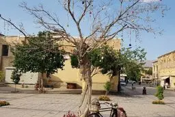 قطع درخت آرزوهای شیراز که جاذبه‌ توریستی بود/ ویدئو


