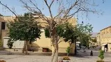 قطع درخت آرزوهای شیراز که جاذبه‌ توریستی بود/ ویدئو

