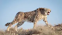 آیا تازه‌واردها در حفاظت از یوز به درهای بسته می‌خورند؟
