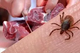 ۲۸ نفر به تب کریمه کنگو مبتلا شدند

