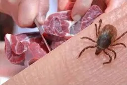 ۲۸ نفر به تب کریمه کنگو مبتلا شدند

