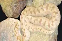 مارها میهمانان ناخوانده پس از سیلاب
