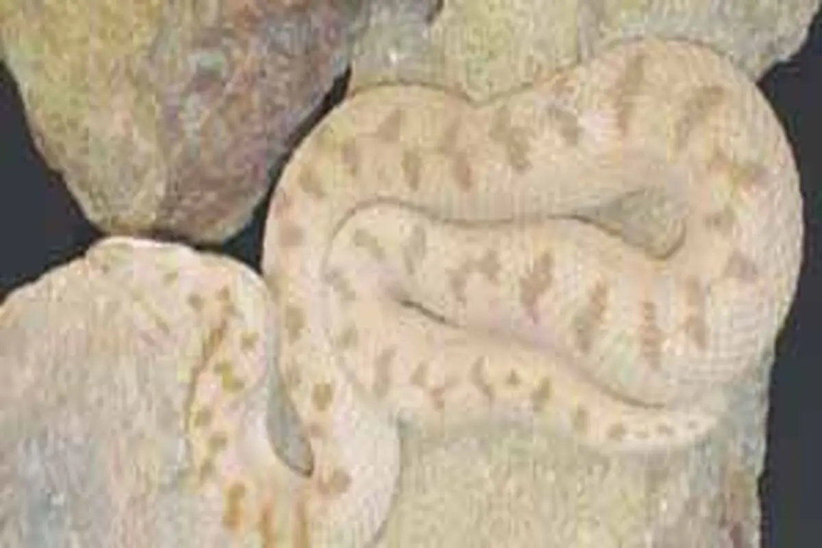 مارها میهمانان ناخوانده پس از سیلاب

