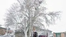 خودکشی سمیه طبری دختر اکبر طبری تکذیب شد