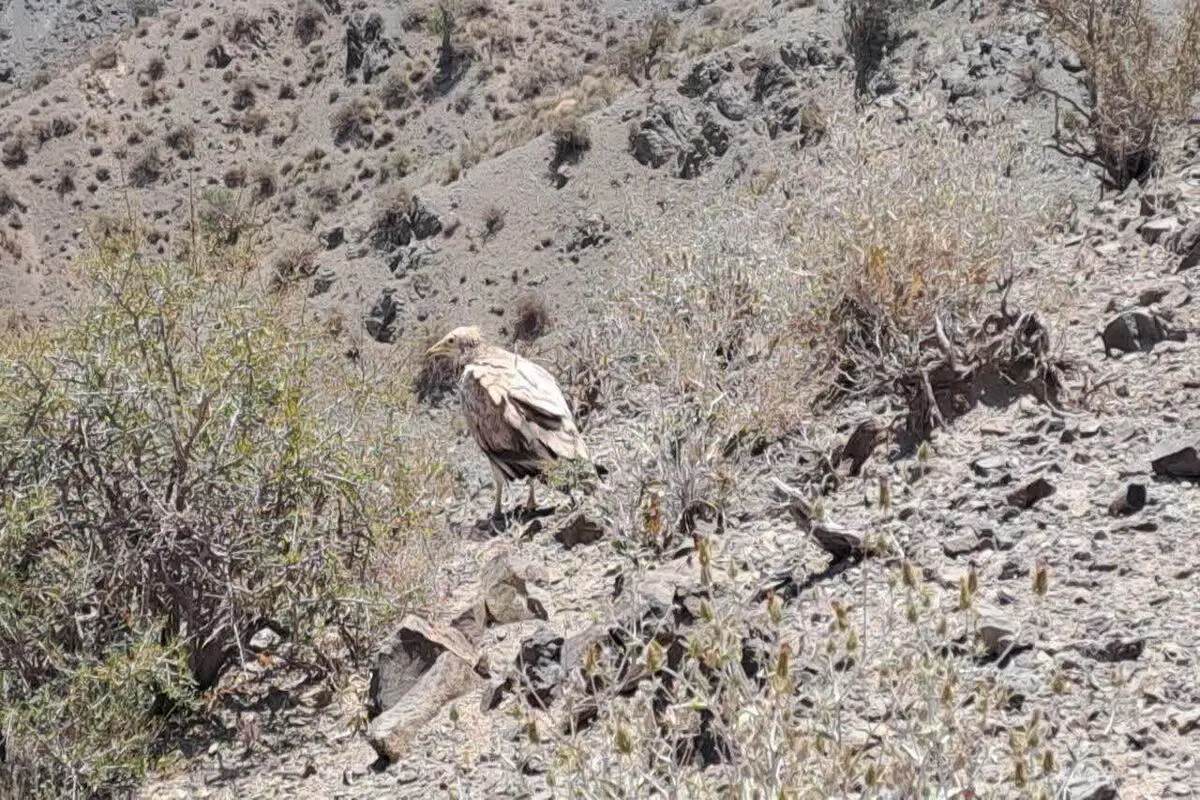 کرکس مصری نخستین بار در نهبندان مشاهده شد 
