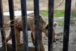 تلف شدن ۵۲ حیوان در ۱۲ باغ‌وحش در کشور