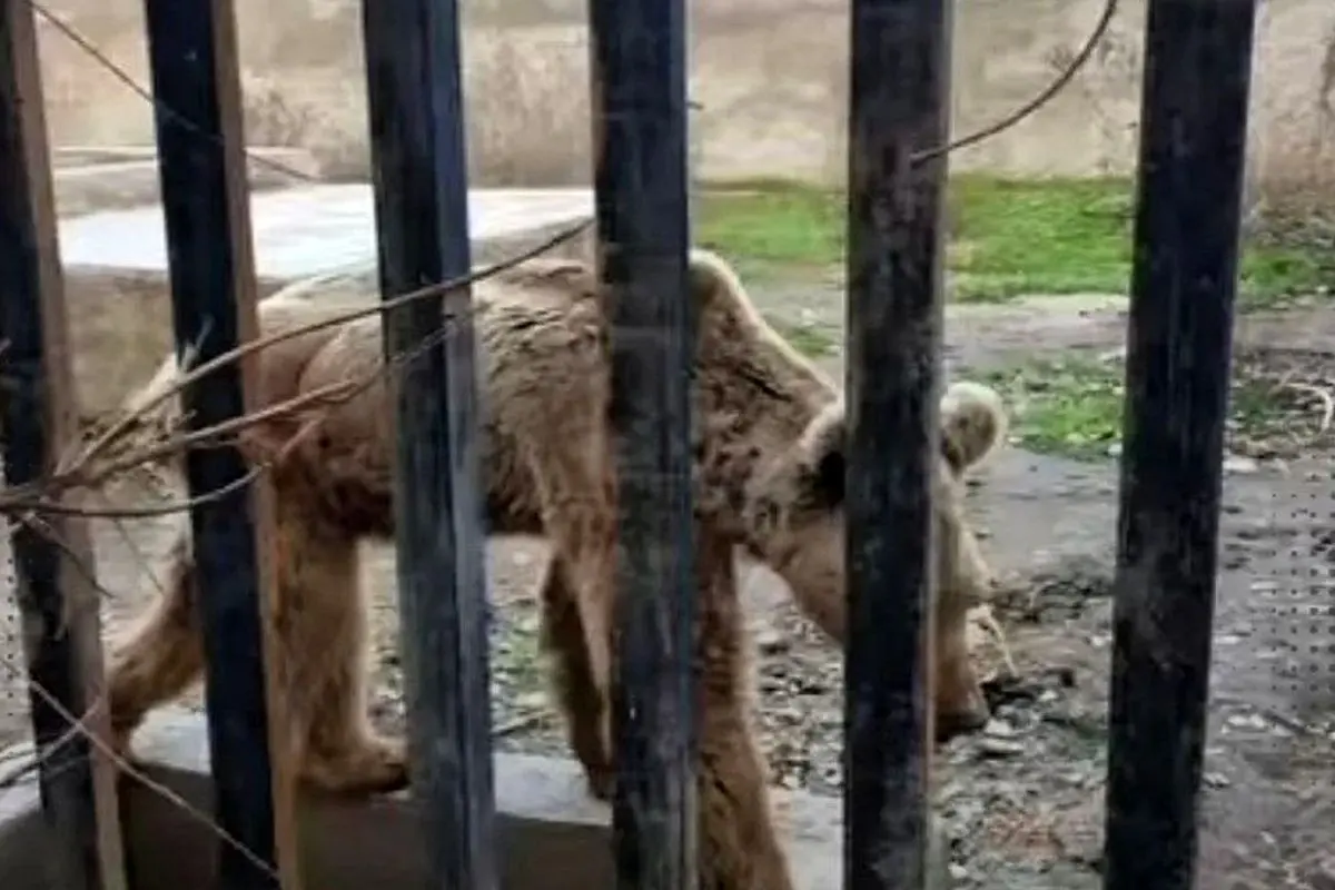 تلف شدن ۵۲ حیوان در ۱۲ باغ‌وحش در کشور