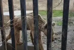 تلف شدن ۵۲ حیوان در ۱۲ باغ‌وحش در کشور