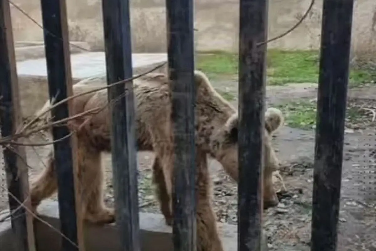 تلف شدن ۵۲ حیوان در ۱۲ باغ‌وحش در کشور