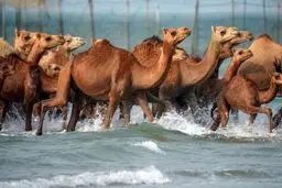 صحنه‌های دیدنی از حمام شترها در خلیج فارس+ عکس