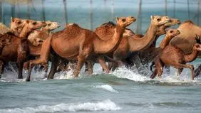 صحنه‌های دیدنی از حمام شترها در خلیج فارس+ عکس