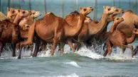 صحنه‌های دیدنی از حمام شترها در خلیج فارس+ عکس