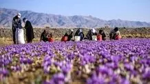 ورود دلالان افغان به بازار زعفران ایران