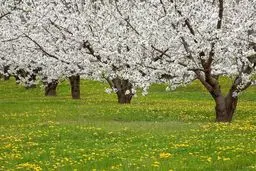 در ستایش رفتن، در تمنای رهایی