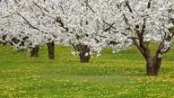 در ستایش رفتن، در تمنای رهایی