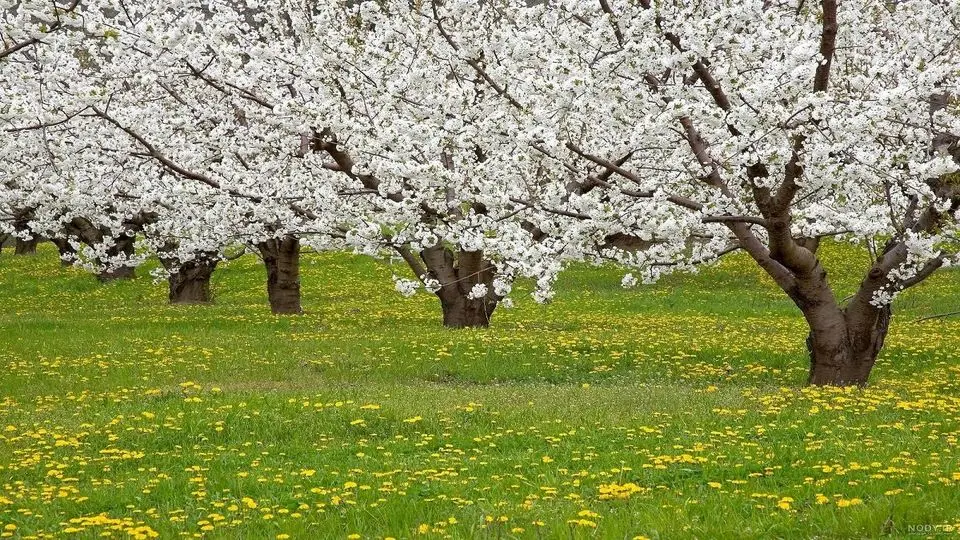در ستایش رفتن، در تمنای رهایی