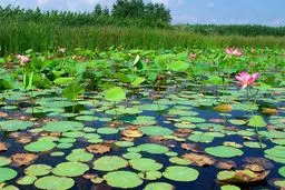 مدیریت زیست‌بومی تنها راهکار حفاظت از تالاب‌ها