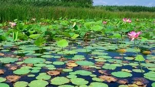 مدیریت زیست‌بومی تنها راهکار حفاظت از تالاب‌ها