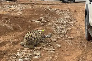 دو پلنگ در فیروزکوه رویت شد + عکس