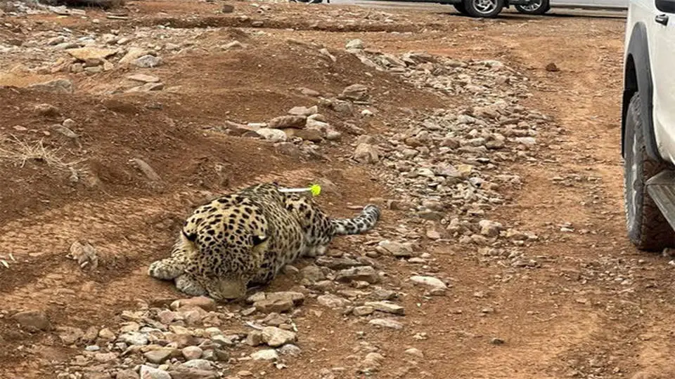 آخرین وضعیت زنده گیری پلنگ در روستای مغانک
