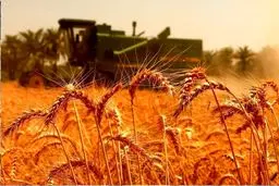 قیمت خرید تضمینی گندم اعلام شد