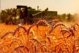 قیمت خرید تضمینی گندم اعلام شد