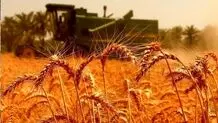 قیمت خرید تضمینی گندم اعلام شد