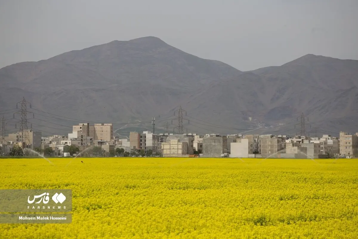 خرید تضمینی کلزا آغاز شد

