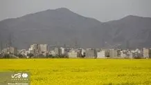 خرید تضمینی کلزا آغاز شد
