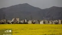 ۹۷ درصد مطالبات کلزاکاران پرداخت شد