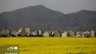 خرید تضمینی کلزا آغاز شد
