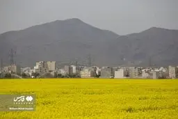 خرید تضمینی کلزا آغاز شد
